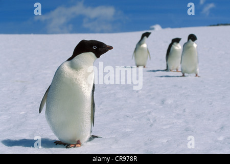 Adelie-Pinguine (Pygoscelis Adeliae) auf Schnee, Antarktis Stockfoto