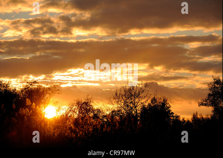 Sonnenuntergang, Abendstimmung, Donau-Auen, Donau-Auen-Nationalpark, Niederösterreich, Österreich Stockfoto