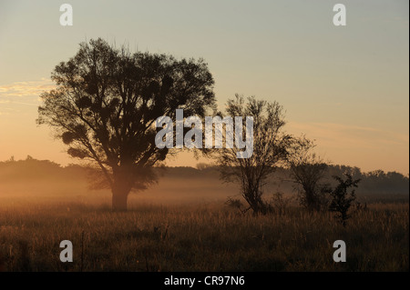 Am frühen Morgen Stimmung, Donau-Auen, Donau-Auen-Nationalpark, Niederösterreich, Österreich Stockfoto