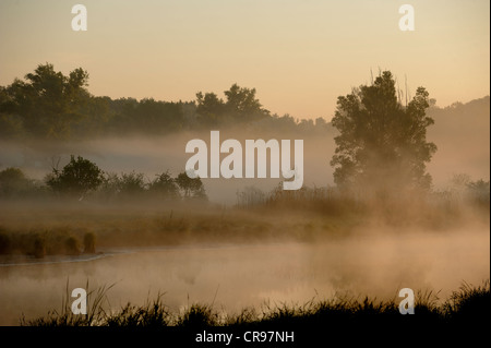 Morgennebel, Donau-Auen, Donau-Auen-Nationalpark, Niederösterreich, Österreich Stockfoto