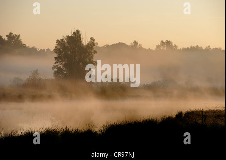 Morgennebel, Donau-Auen, Donau-Auen-Nationalpark, Niederösterreich, Österreich Stockfoto