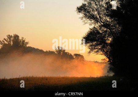 Am frühen Morgen Stimmung, Donau-Auen, Donau-Auen-Nationalpark, Niederösterreich, Österreich Stockfoto