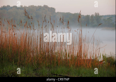 Am frühen Morgen Stimmung, Donau-Auen, Donau-Auen-Nationalpark, Niederösterreich, Österreich Stockfoto