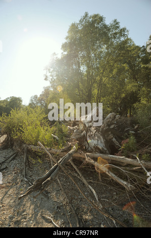 Treibholz, Donau-Auen, Donau-Auen-Nationalpark, Niederösterreich, Österreich Stockfoto