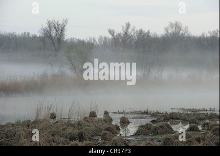 Morgennebel, Donau-Auen, Donau-Auen-Nationalpark, Niederösterreich, Österreich Stockfoto