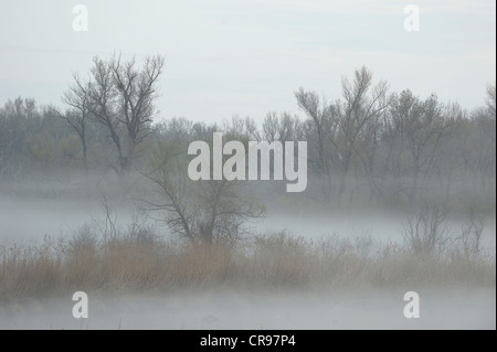 Morgennebel, Donau-Auen, Donau-Auen-Nationalpark, Niederösterreich, Österreich Stockfoto