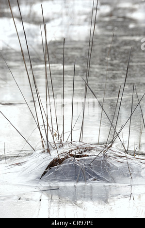 Eisige Winterlandschaft, Donau-Auen, Donau-Auen-Nationalpark, Niederösterreich, Österreich Stockfoto