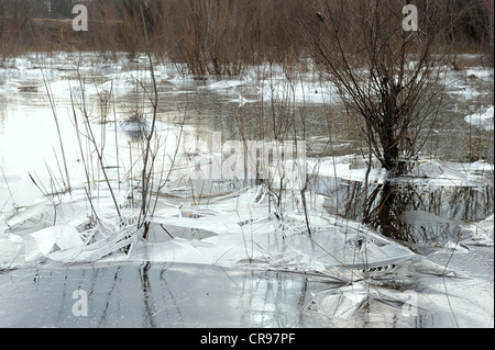 Eisige Winterlandschaft, Donau-Auen, Donau-Auen-Nationalpark, Niederösterreich, Österreich Stockfoto