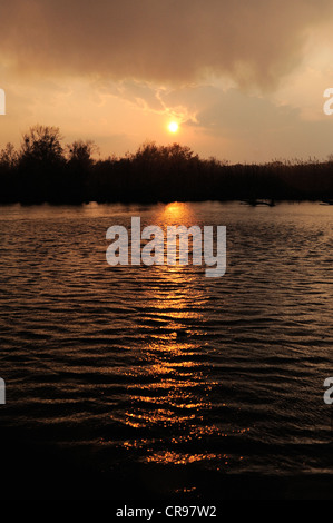 Sonnenuntergang, Donau-Auen, Donau-Auen-Nationalpark, Niederösterreich, Österreich Stockfoto