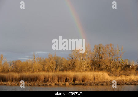 Regenbogen, Donau-Auen, Donau-Auen-Nationalpark, Niederösterreich, Österreich Stockfoto