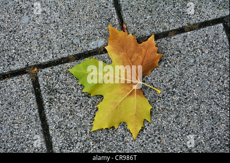Herbstliche Ahornblatt (Acer) auf Pflastersteinen Stockfoto