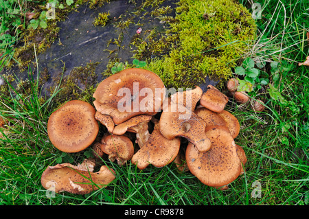 Eiche Milkcap (Lactarius Quietus), Mettlach, Saarland, Deutschland, Europa Stockfoto