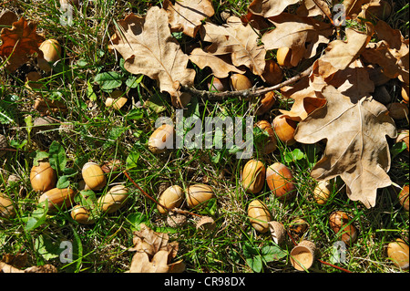 Eicheln und Eichenlaub, Eiche (Quercus), Bayern, Deutschland, Europa Stockfoto