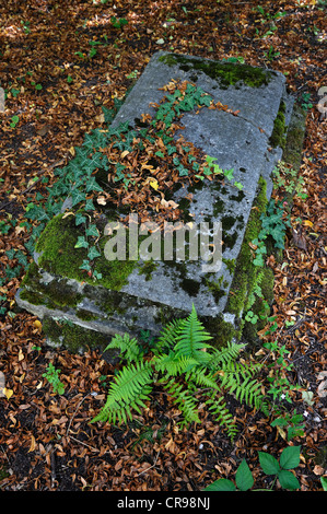 Alter-Suedfriedhof Friedhof, alten Grabstein mit Blätter, Efeu und Farn, München, Bayern, Deutschland, Europa Stockfoto