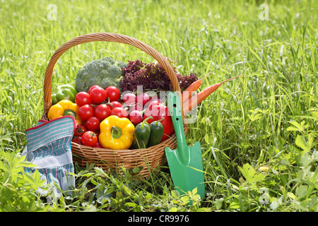 Korb voll mit Bio-Gemüse mit Gartengeräten auf dem grünen Rasen. Stockfoto