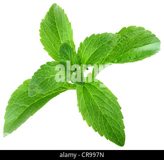 Stevia Rebaudiana Blätter isolierten auf weißen Hintergrund Stockfoto