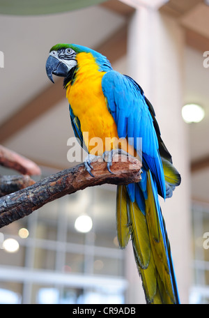 Papagei in Miami in schönen Farben Stockfoto