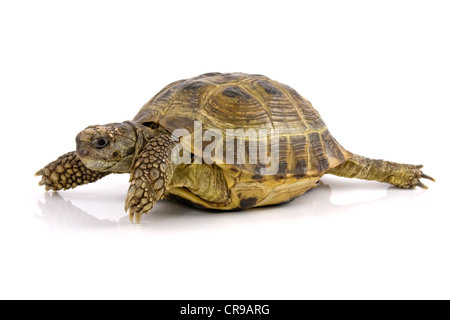 Schildkröte mit Reflexion über einen weißen Hintergrund Stockfoto