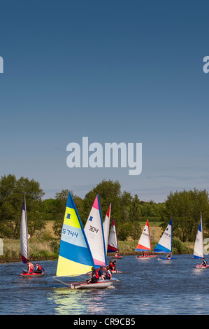 Segeln-Topper-Dinghys zeigt Bewegung im Beccles Amateur Sailing Club im Vereinigten Königreich Stockfoto