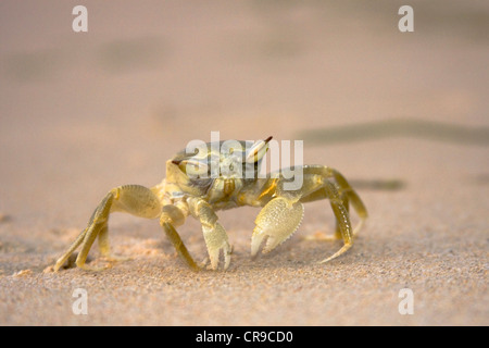 Krabben Sie auf einem sandigen Strand bei Sonnenuntergang Stockfoto