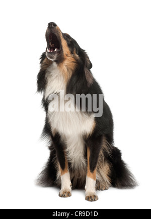 Shetland Sheepdog, 1 Jahr alt, Bellen vor weißem Hintergrund Stockfoto