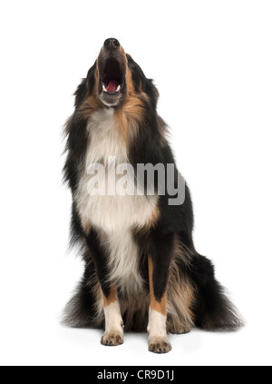 Shetland Sheepdog, 1 Jahr alt, Bellen vor weißem Hintergrund Stockfoto