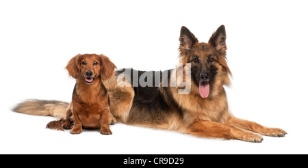 Dackel, 9 Jahre alt und Deutscher Schäferhund, 3 Jahre alt, liegend vor weißem Hintergrund Stockfoto