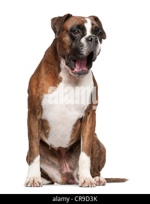 Boxer, 3 Jahre alt, Bellen vor weißem Hintergrund Stockfoto