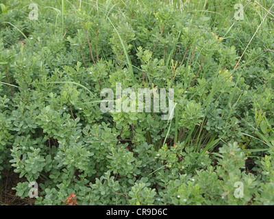 Moor-Heidelbeere, nördlichen Heidelbeere / Vaccinium Uliginosum / Rauschbeeren Stockfoto