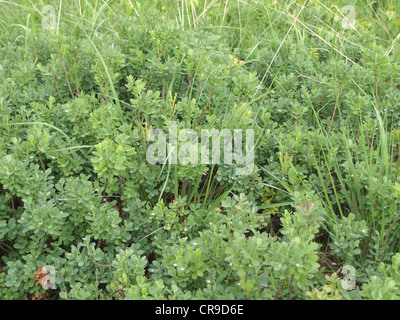 Moor-Heidelbeere, nördlichen Heidelbeere / Vaccinium Uliginosum / Rauschbeeren Stockfoto