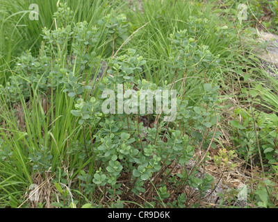 Moor-Heidelbeere, nördlichen Heidelbeere / Vaccinium Uliginosum / Rauschbeeren Stockfoto