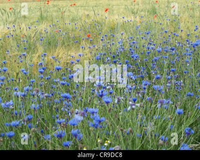 Kornblumen in eine Grainfield / Centaurea Cyanus / Kornblumen Im Getreidefeld Stockfoto