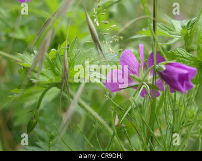 Wiesen-Storchschnabel / Geranium Pratense / Wiesen-Storchschnabel Stockfoto