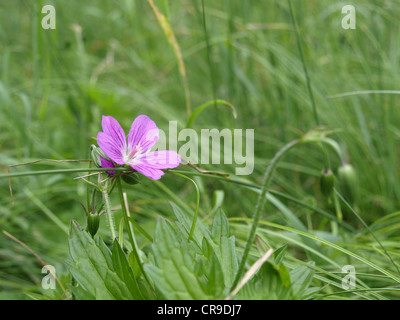 Wiesen-Storchschnabel / Geranium Pratense / Wiesen-Storchschnabel Stockfoto