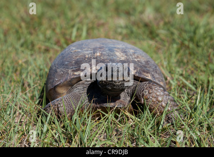 Gopher-Schildkröte. Stockfoto