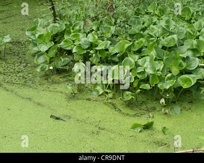 Calla, Arum Moor, Sumpf-Calla / Calla Palustris / Sumpf-Calla, Drachenwurz Stockfoto