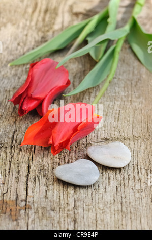 zwei rote Tulpen auf Holzbrett mit zwei Herzen Stein platziert Stockfoto