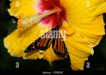 Schmetterlinge in der Natur - Schmetterling in der Natur Monarchfalter - Danaus Plexippus Bedrohte Tierart - geschützte Arten Stockfoto