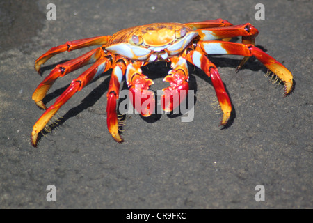 Sally Lightfoot rote Krabbe Galapagosinseln Ecuador Stockfoto