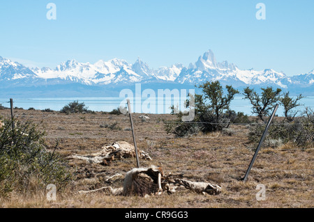 Guanako (Lama Guanicoe) tote Erwachsene Skelett bleibt Tiere erschossen am Ufer von Viedma See Fitz-Roy auf dem Hintergrund Stockfoto