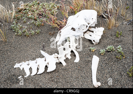 Guanako (Lama Guanicoe) Erwachsenen Skelett bleibt Lago Viedma Ufer Santa Cruz Provinz Patagonien Argentinien Südamerika Stockfoto