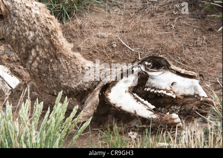 Guanako (Lama Guanicoe) gefangen auf Draht Zaun tote Erwachsene Skelett bleibt Steppe Santa Cruz Provinz Patagonien Argentinien Stockfoto