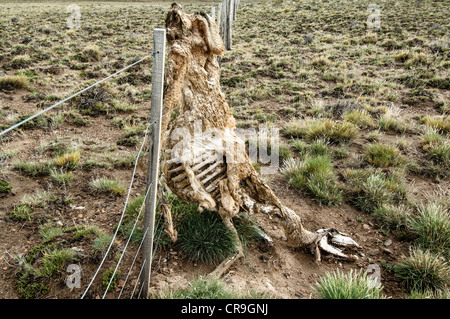 Guanako (Lama Guanicoe) tot Erwachsene Skelettreste gefangen am Drahtzaun in Steppe Santa Cruz Provinz Patagonien Argentinien Stockfoto
