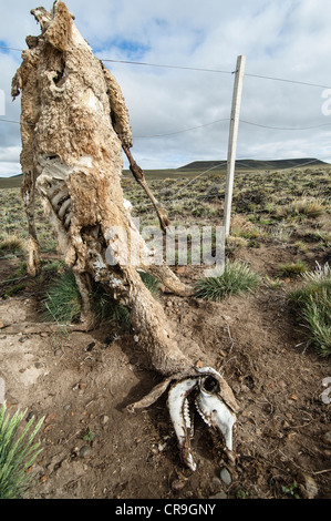 Guanako (Lama Guanicoe) tot Erwachsene Skelettreste gefangen am Drahtzaun in Steppe Santa Cruz Provinz Patagonien Argentinien Stockfoto