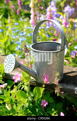 Kleine Metall Gießkanne im Garten Stockfoto