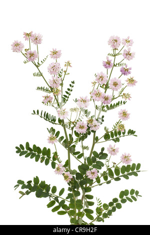 Rosa Wicke (Securigera Varia) auf weißem Hintergrund Stockfoto
