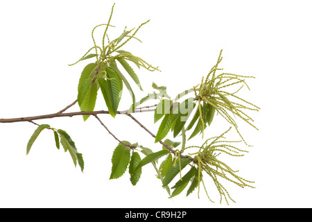 Zweig der Kastanie (Castanea Sativa Mill) auf weiß Stockfoto