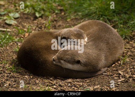 2 asiatische Fischotter schlafen kuschelte sich zusammen Stockfoto