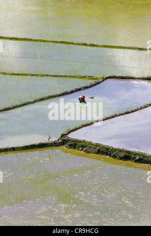 Die Reisterrassen der Philippinischen Kordilleren, UNESCO World Heritage Site., Banaue, Ifugao Province, Philippinen Stockfoto