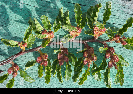Antarktische Buche (Nothofagus Antarctica) Zweig mit Blättern und Früchten Santa Cruz Provinz Argentinien Südamerika Stockfoto
